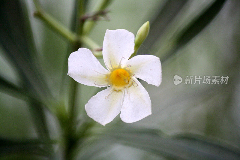 花园中盛开的白色夹竹桃(neium Oleander 'Soeur Agnes')(图片来源:Sanjiv Shukla)